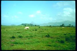 Nicaragua 1992/vaca