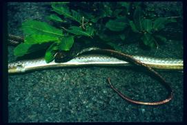 Nicaragua 1992/serpiente adornada