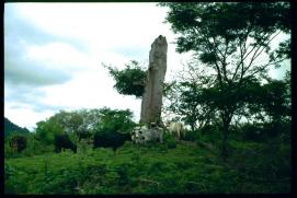 Nicaragua 1992/vacas