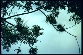 Nicaragua 1992/loranto? bromelia?