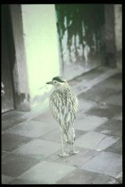 Nicaragua 1992/pajaro en la casa de Luisa Amanda Juarez