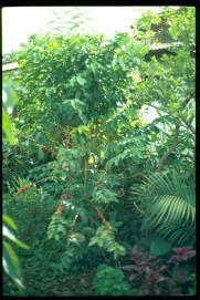 Nicaragua 1992/coffee bushes/cafe/Kaffeestrauch