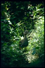 Nicaragua 1992/pajaro en el jardin de Luisa Amanda Juarez