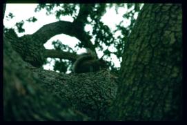 USA Weihnachten 1993/1994/Charleston, SC/Waterfront Park/tree with squirrel