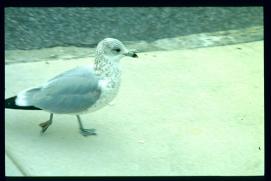 USA Weihnachten 1993/1994/Charleston, SC/seagull?