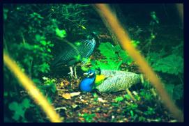 USA Weihnachten 1993/1994/New Orleans Zoo/peacocks