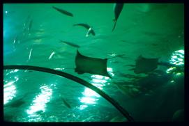 USA Weihnachten 1993/1994/New Orleans Zoo/sting rays from below USA Weihnachten 1993/1994/New Orleans Zoo/sting rays from below