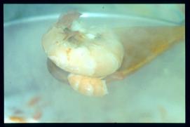 USA Weihnachten 1993/1994/New Year's Eve 1994/large prawn USA Weihnachten 1993/1994/New Year's Eve 1994/large prawn