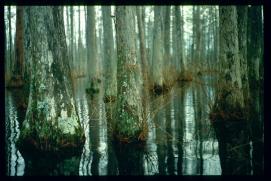 USA Weihnachten 1993/1994/Charleston SC/Mangrove Swamps