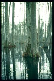 USA Weihnachten 1993/1994/Charleston SC/Mangrove Swamps