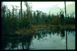 USA Weihnachten 1993/1994/Charleston SC/Mangrove Swamps