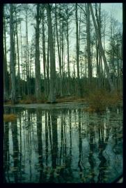 USA Weihnachten 1993/1994/Charleston SC/Mangrove Swamps