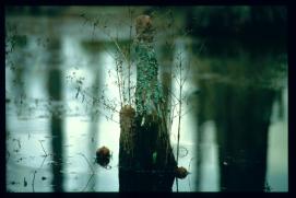 USA Weihnachten 1993/1994/Charleston SC/Mangrove Swamps