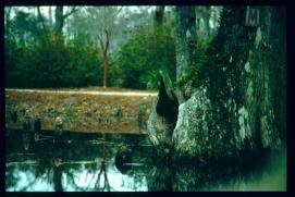 USA Weihnachten 1993/1994/Charleston SC/Mangrove Swamps