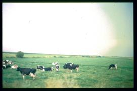 Frankreich/France 1994/vaches