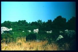 Frankreich/France 1994/paysage en Bretagne/menhirs?