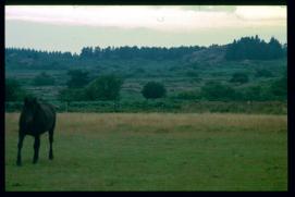 Frankreich/France 1994/cheval pâturant