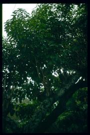 El Salvador 1995/arbol