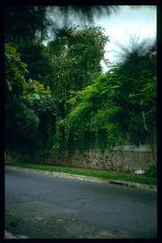 El Salvador 1995/muros con plantas