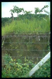 El Salvador 1995/alambra