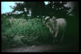 El Salvador 1995/vaca en la carretera