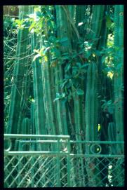 El Salvador 1995/cercado con cactus