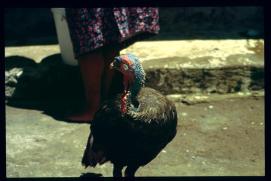 El Salvador 1995/pavo