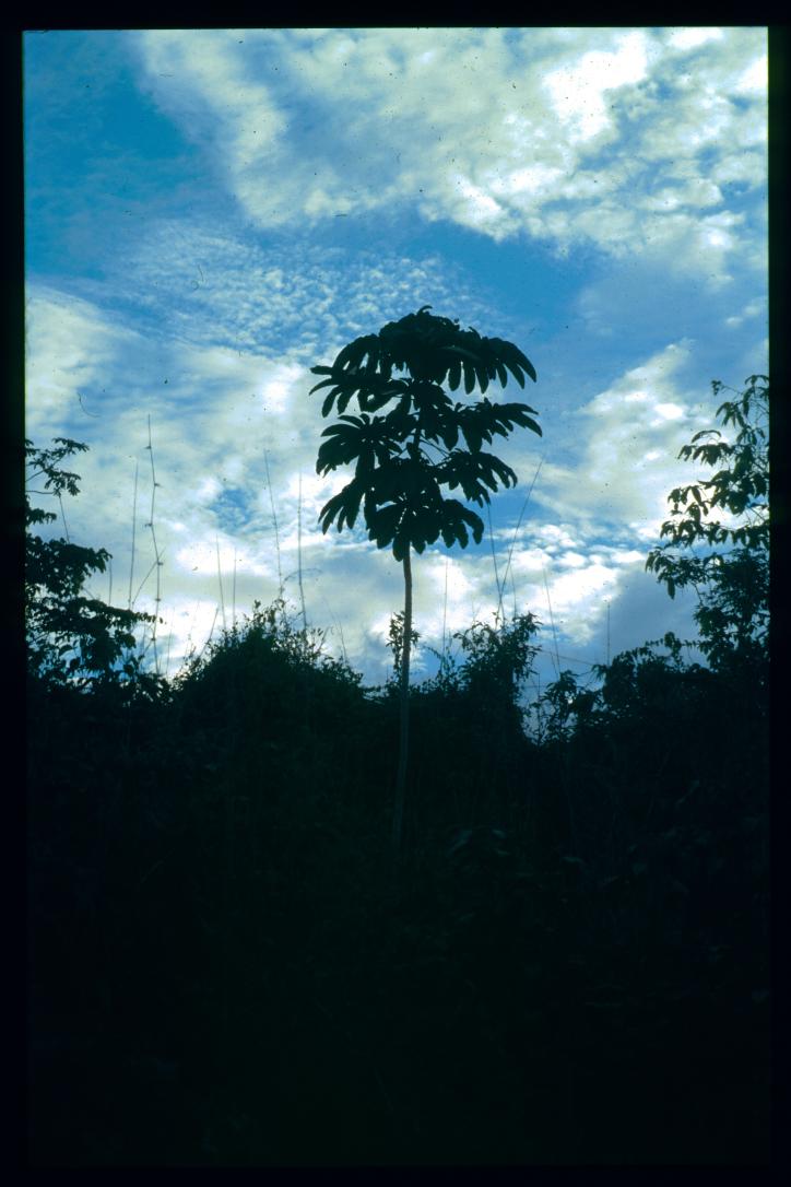 Guatemala 1996/arbol en la selva
