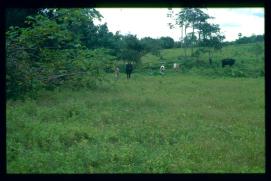 Guatemala 1996/vacas