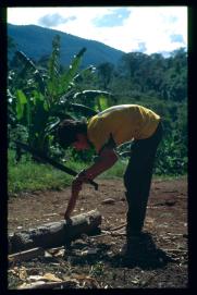 Guatemala 1996/pelando caña